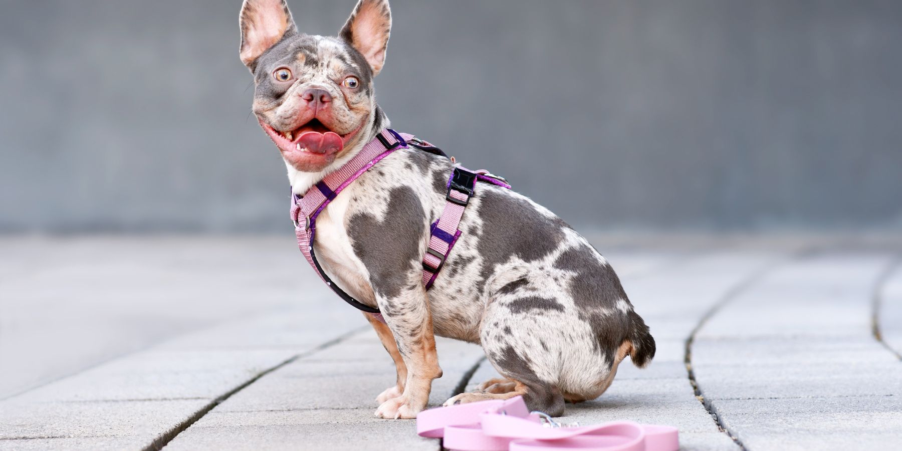 What's the Right Harness Size for My Breed? Breed Guide